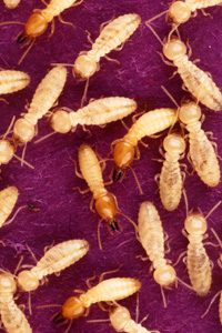 Diagnostic Termite - Insecte xylophage