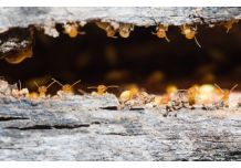 Comment éliminer les termites du bois ?