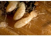 LE DIAGNOSTIC TERMITES REVU POUR LA CONSTRUCTION NEUVE