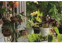 Quelles plantes choisir pour un balcon sans entretien ?
