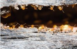 Comment éliminer les termites du bois ?