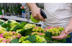 Comment bien doser de l’engrais liquide pour des plantes en pleine forme ?