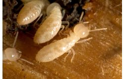 LE DIAGNOSTIC TERMITES REVU POUR LA CONSTRUCTION NEUVE