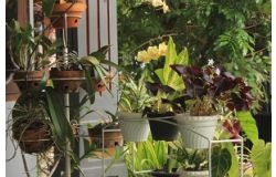Quelles plantes choisir pour un balcon sans entretien ?
