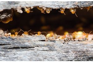 Comment éliminer les termites du bois ?