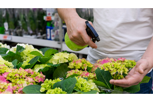Comment bien doser de l’engrais liquide pour des plantes en pleine forme ?