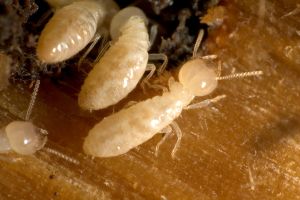 LE DIAGNOSTIC TERMITES REVU POUR LA CONSTRUCTION NEUVE