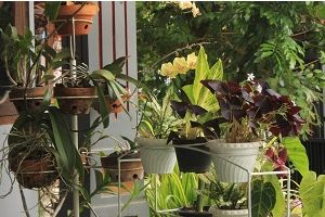 Quelles plantes choisir pour un balcon sans entretien ?